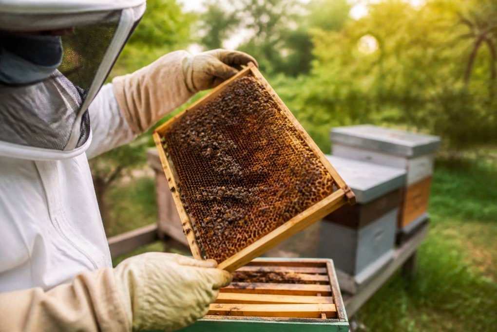 Apiculture toulouse : conseils, matériel et bonnes pratiques pour débuter et progresser