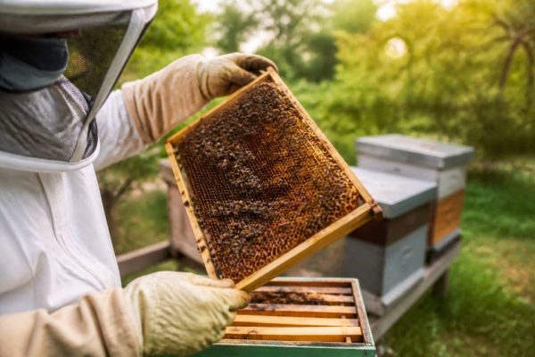 Apiculture toulouse : conseils, matériel et bonnes pratiques pour débuter et progresser