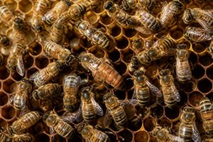 Abeilles sous ordres : comprendre l’organisation de la ruche et le rôle de chaque abeille