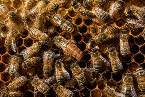 Abeilles sous ordres : comprendre l’organisation de la ruche et le rôle de chaque abeille