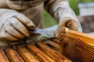 À quoi sert le propolis en apiculture et quels sont ses bienfaits ?