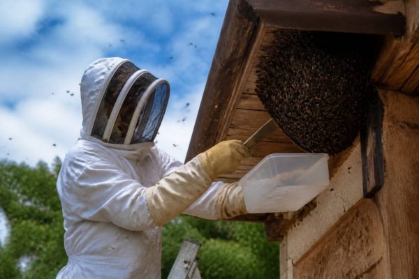 Comment enlever un nid d abeille sans danger et efficacement