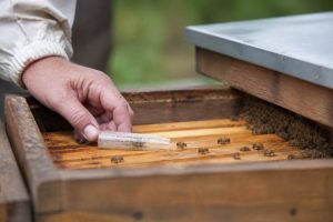 Peut on introduire une reine dans une ruche sans couvain ?