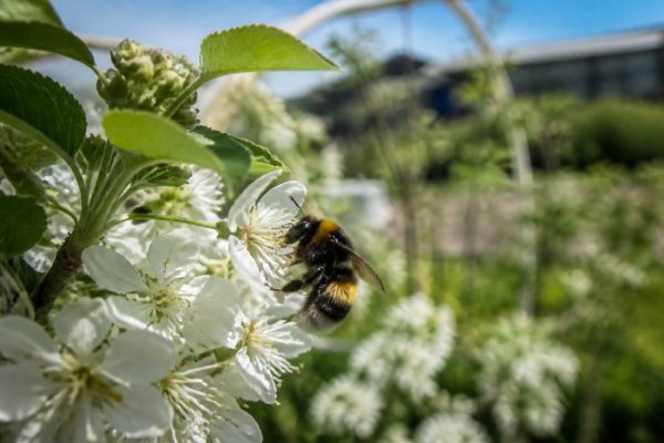 À quoi sert les bourdons en apiculture et dans la pollinisation des cultures