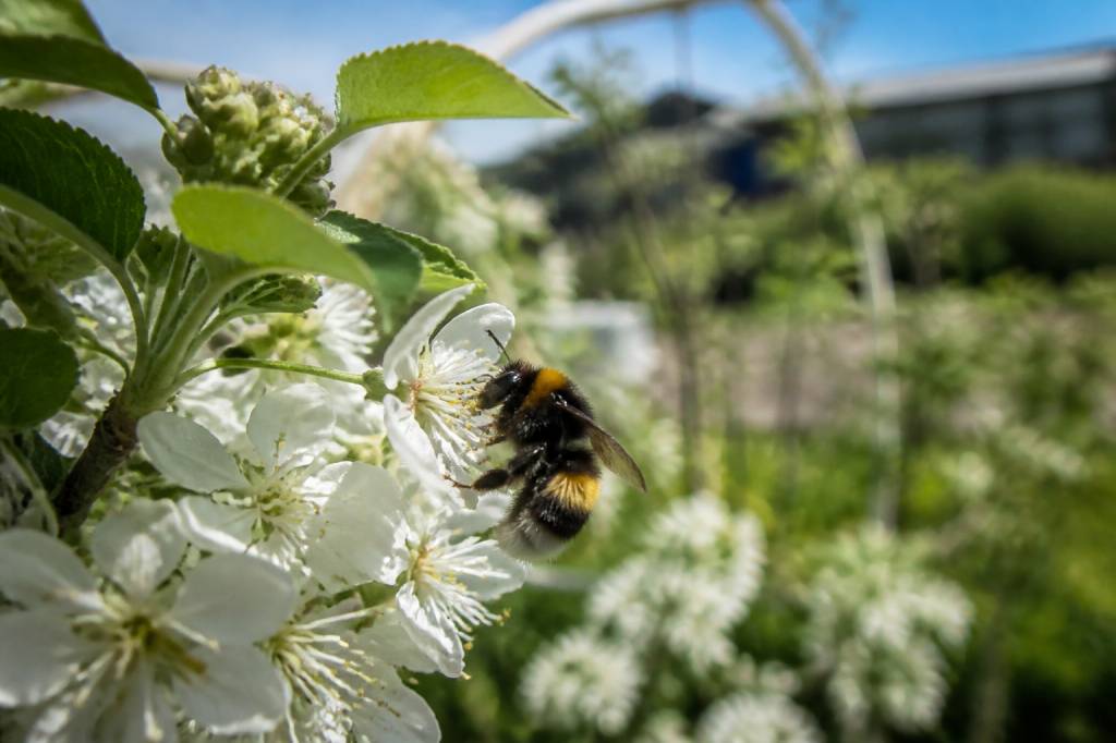 À quoi sert les bourdons en apiculture et dans la pollinisation des cultures