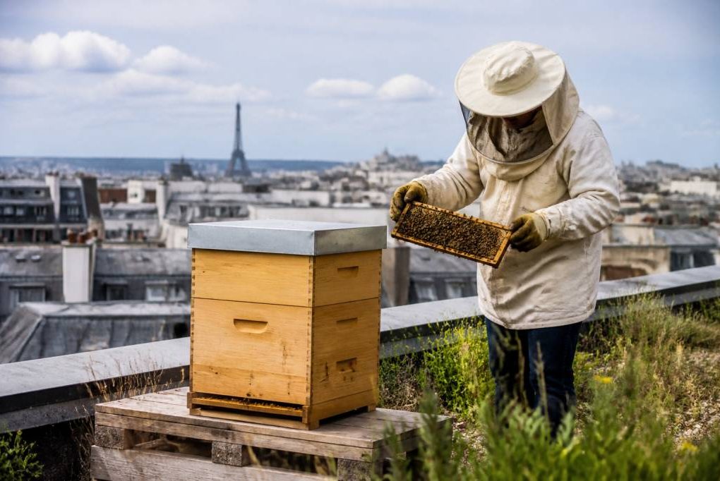 Apiculture paris : comment démarrer un rucher en ville et produire un miel local de qualité