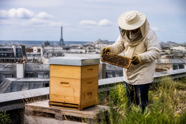 Apiculture paris : comment démarrer un rucher en ville et produire un miel local de qualité