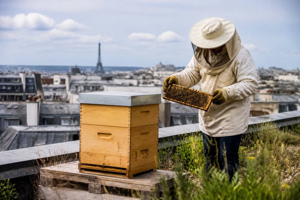 Apiculture paris : comment démarrer un rucher en ville et produire un miel local de qualité