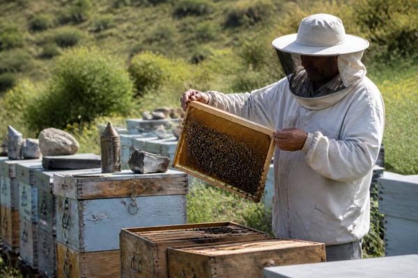 Apiculteur emploi : métiers, missions et débouchés en apiculture