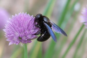 Abeille charbonnière ou charpentière : comment reconnaître cette abeille noire au jardin