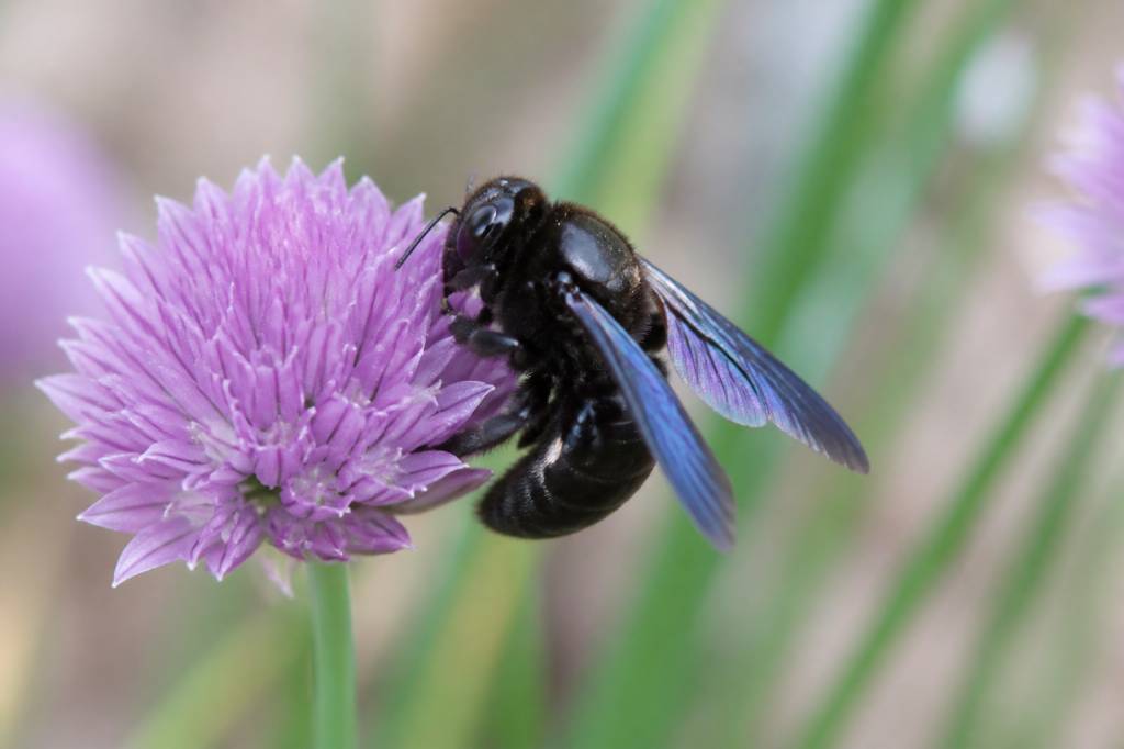 Abeille charbonnière ou charpentière : comment reconnaître cette abeille noire au jardin