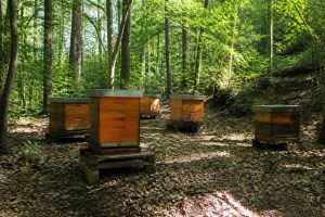 Peut-on mettre des ruches dans un bois ? Nos conseils pour installer un rucher en forêt