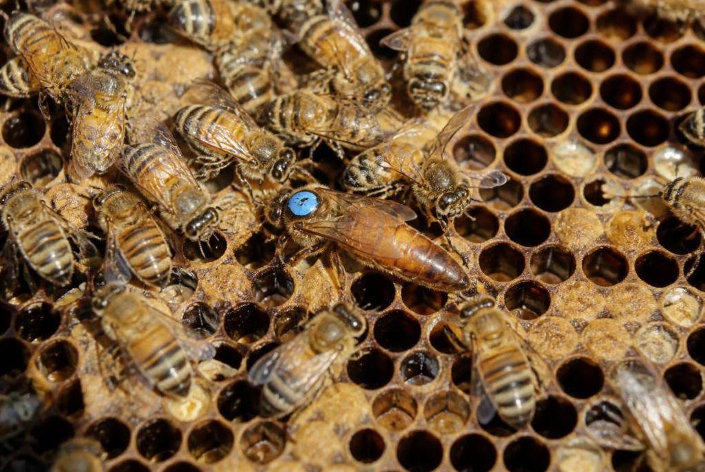 Couleur reine 202 le guide des couleurs de marquage en apiculture