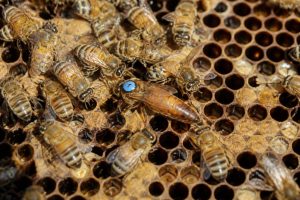 Couleur reine 202 le guide des couleurs de marquage en apiculture