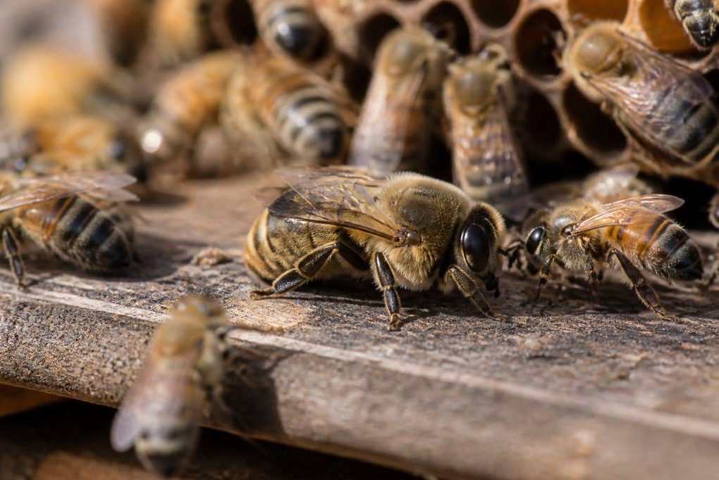 Abeilles males : rôle et importance dans la colonie d’abeilles
