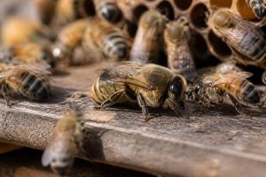 Abeilles males : rôle et importance dans la colonie d’abeilles