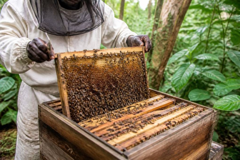 Apicole définition : comprendre les principes et les pratiques de l’apiculture naturelle