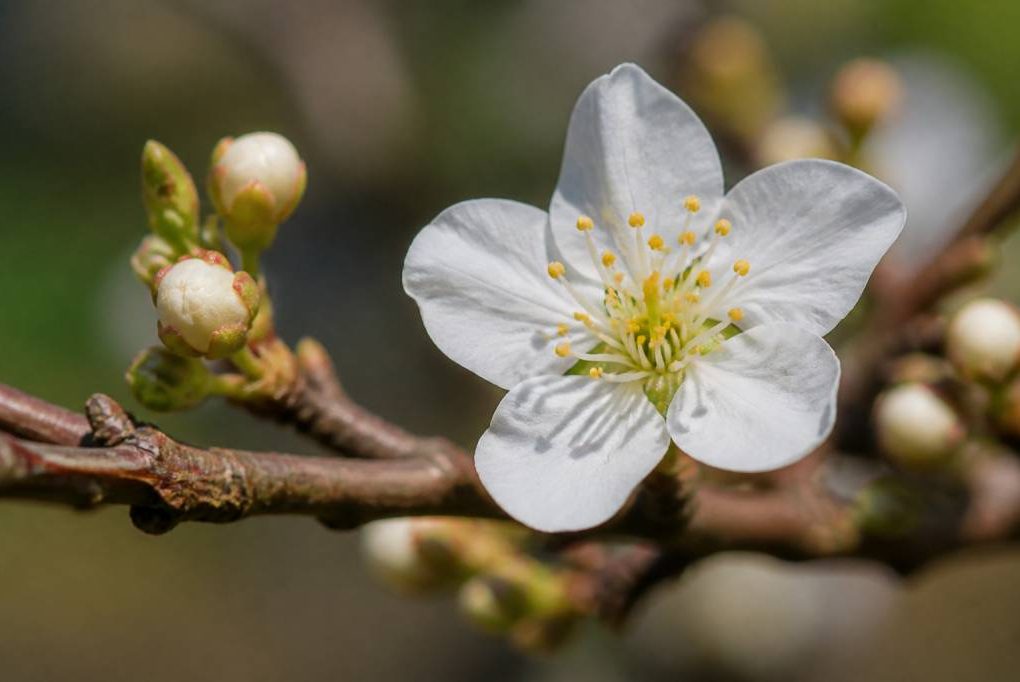 Composition d’une fleur : comprendre son rôle dans la pollinisation et l’apiculture