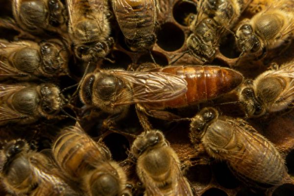 Reine des abeilles taille : dimensions, croissance et rôle dans la colonie