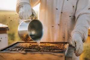 Quand nourrir les abeilles au sirop : périodes, conseils et bonnes pratiques