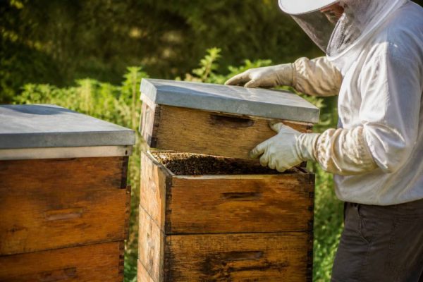 Division ruche par superposition : méthode naturelle pour développer une colonie d’abeilles