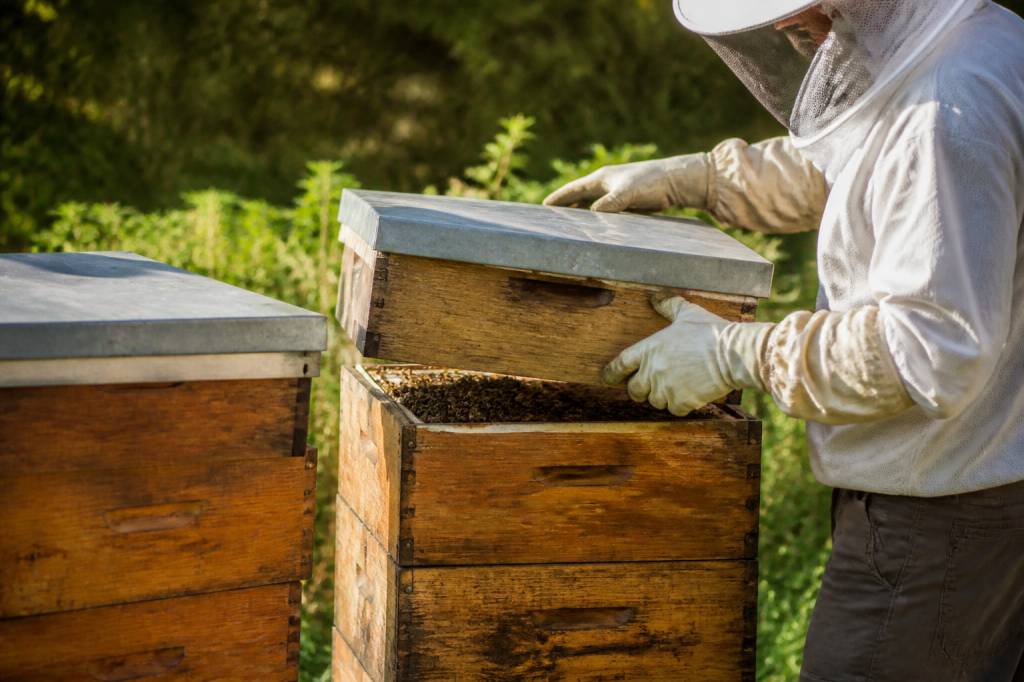 Division ruche par superposition : méthode naturelle pour développer une colonie d’abeilles