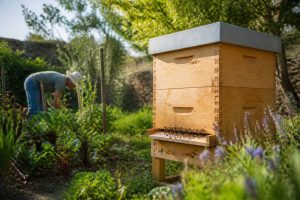 Est-il dangereux d'avoir une ruche dans son jardin ?
