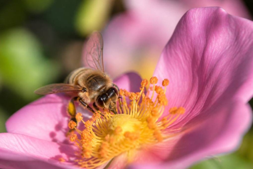 Fleur partie : quelle partie de la fleur attire les abeilles ?