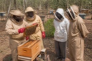 Syndicats apicoles : rôles, missions et influence sur l’apiculture locale