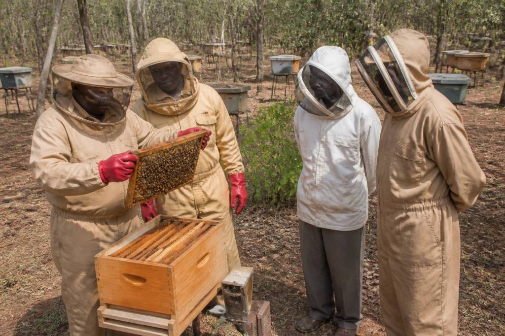 Syndicats apicoles : rôles, missions et influence sur l’apiculture locale