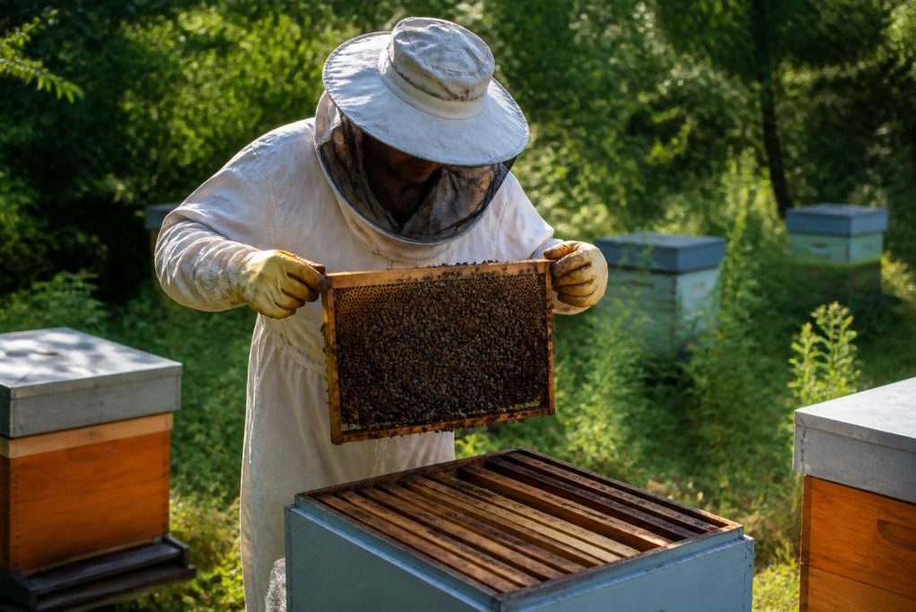Apiculture anglais : le vocabulaire essentiel pour comprendre et pratiquer l’apiculture en anglais