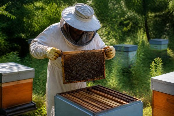 Apiculture anglais : le vocabulaire essentiel pour comprendre et pratiquer l’apiculture en anglais