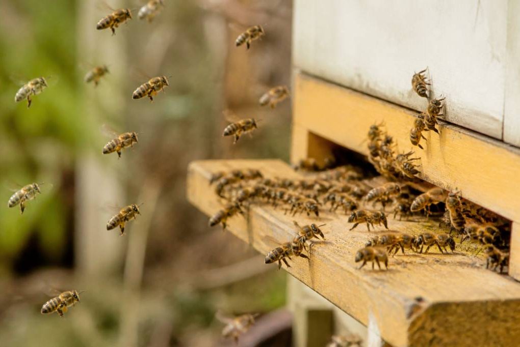 Abeilles travailleuses : comprendre leur rôle essentiel dans la ruche kényane