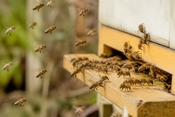 Abeilles travailleuses : comprendre leur rôle essentiel dans la ruche kényane