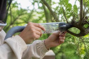 Aspirateur à abeilles : guide d’utilisation en apiculture naturelle