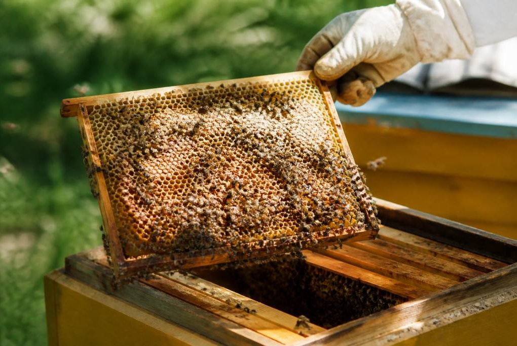 Combien d’abeilles dans une ruche selon la saison et le type de colonie