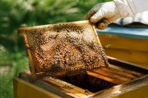 Combien d’abeilles dans une ruche selon la saison et le type de colonie