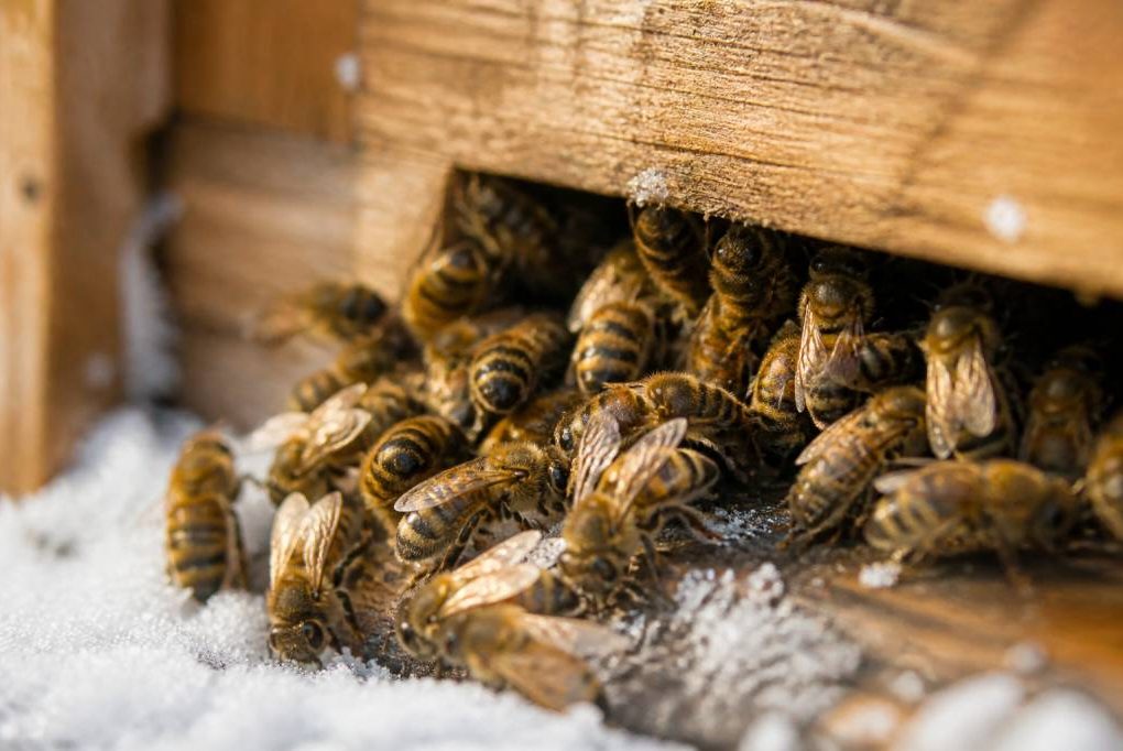 L’abeille hiberne-t-elle en hiver ? Comprendre le comportement des abeilles dans la ruche kényane