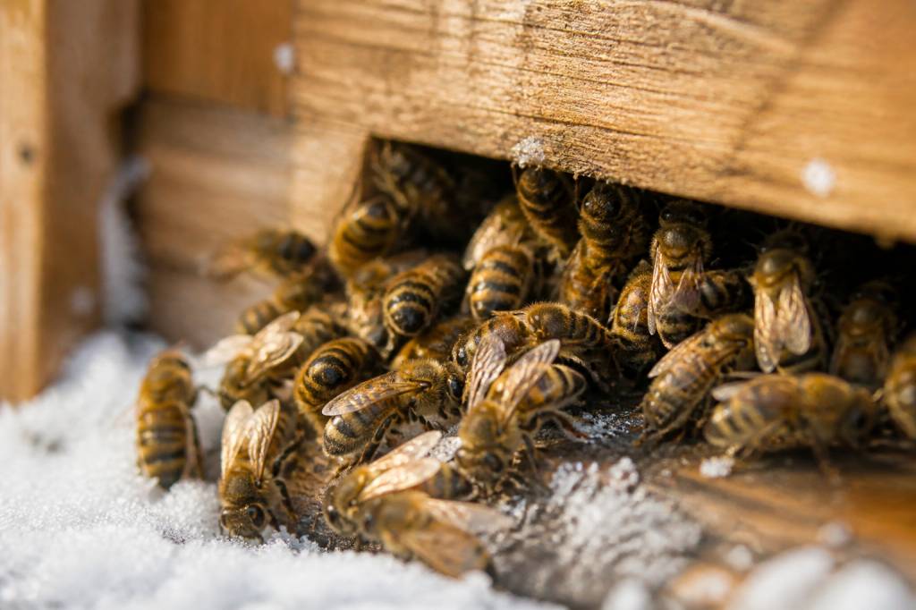 L’abeille hiberne-t-elle en hiver ? Comprendre le comportement des abeilles dans la ruche kényane