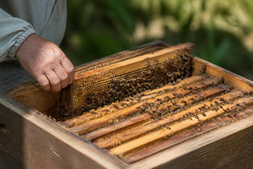 Division ruche sans déplacement : méthode naturelle pour multiplier une colonie saine