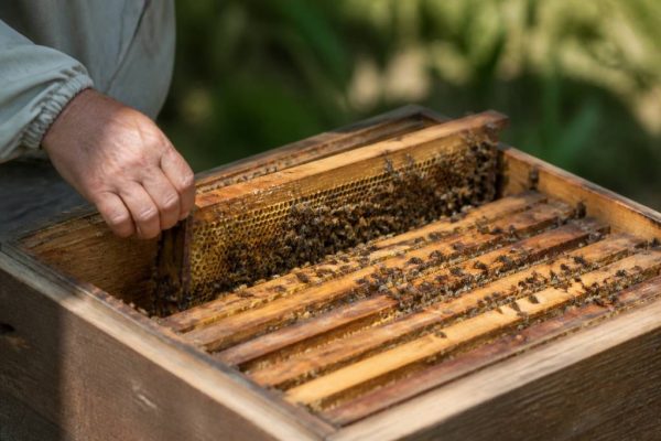 Division ruche sans déplacement : méthode naturelle pour multiplier une colonie saine