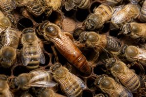 Couleur reine abeille : que révèle la teinte de la reine dans la ruche ?