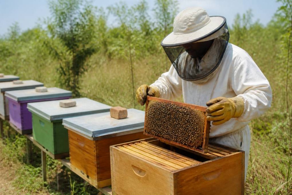 Annonces apiculture : équipements, essaims et opportunités pour apiculteurs