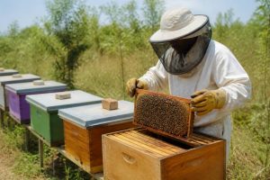 Annonces apiculture : équipements, essaims et opportunités pour apiculteurs