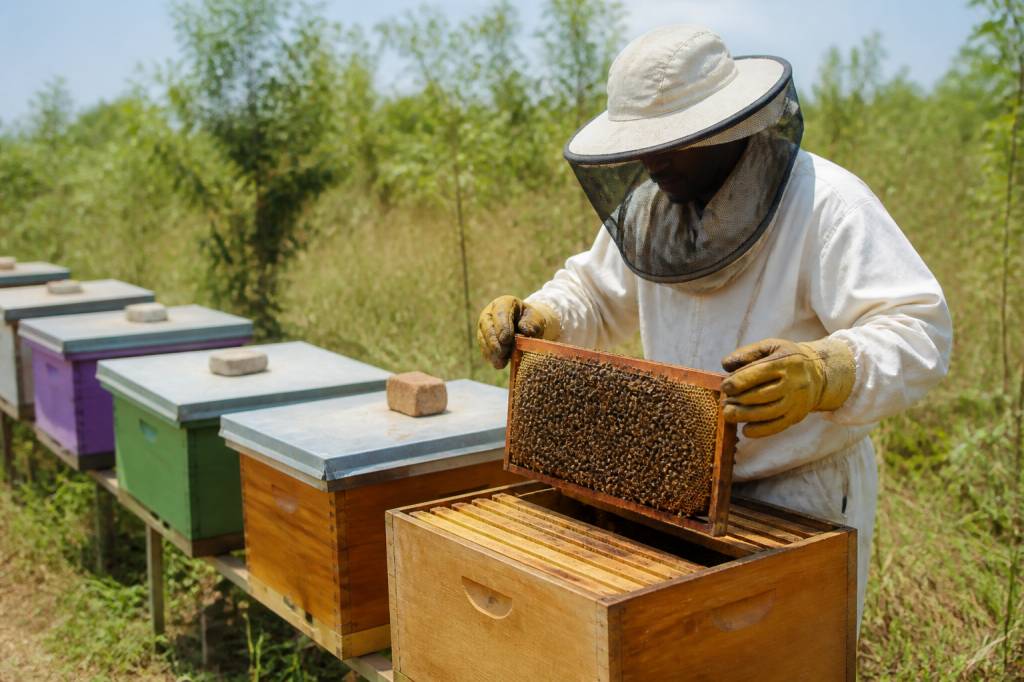 Annonces apiculture : équipements, essaims et opportunités pour apiculteurs