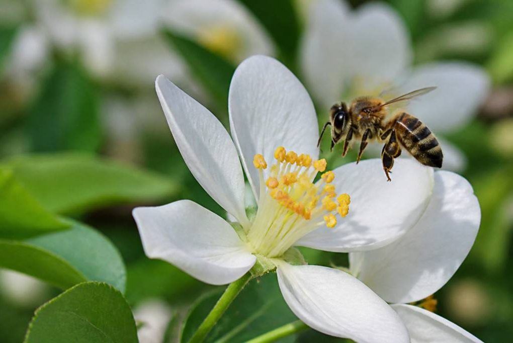 Composition d'une fleure : les éléments essentiels à connaître pour comprendre la pollinisation
