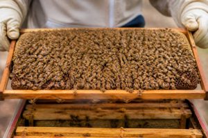 Nombre d’abeilles dans une ruche : estimation selon les saisons et le type de colonie