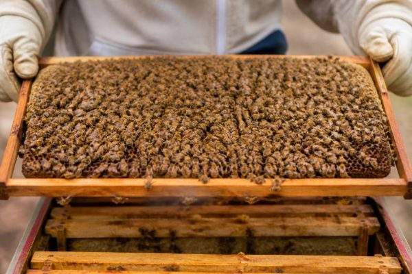 Nombre d’abeilles dans une ruche : estimation selon les saisons et le type de colonie