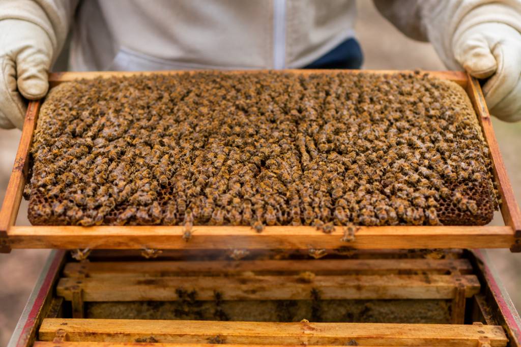 Nombre d’abeilles dans une ruche : estimation selon les saisons et le type de colonie