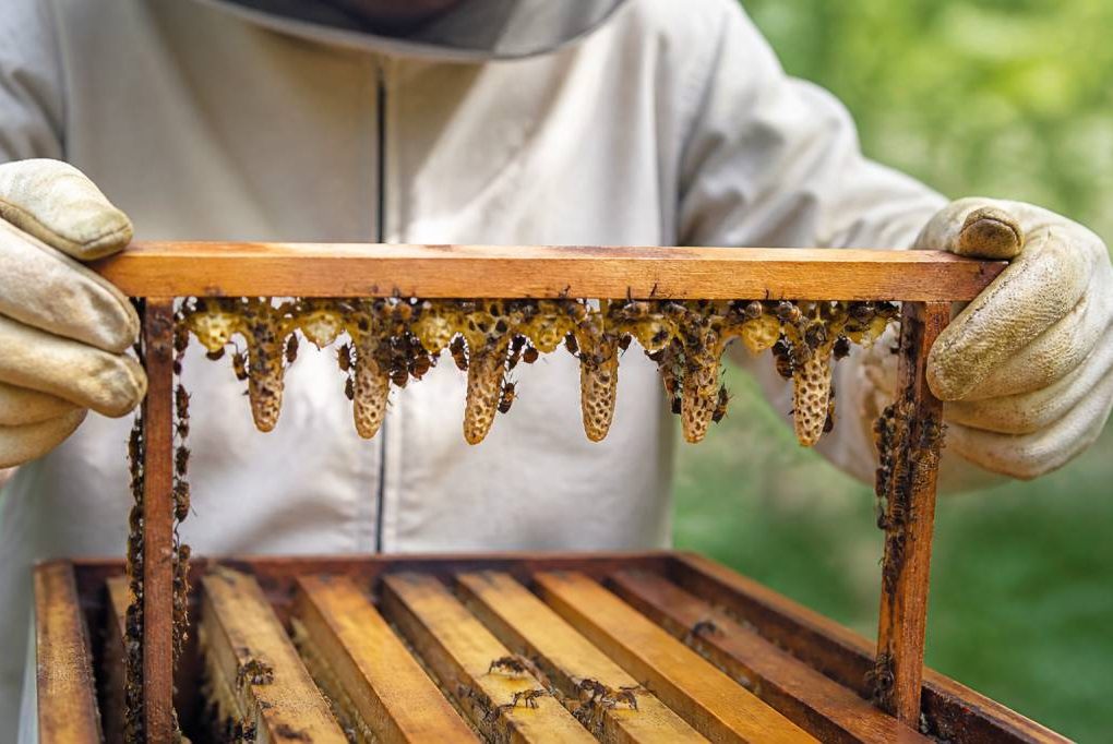 Cellule royale de 3 jours : rôle, identification et bonnes pratiques en apiculture